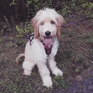 Meet your Posher, Hannah